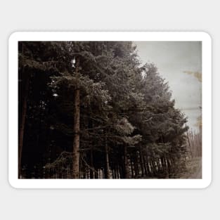 Vintage misty forest photography Sticker